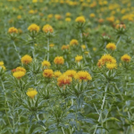 Thumbnail of post image 018